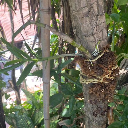 Owl House Hotel Piedades ภายนอก รูปภาพ