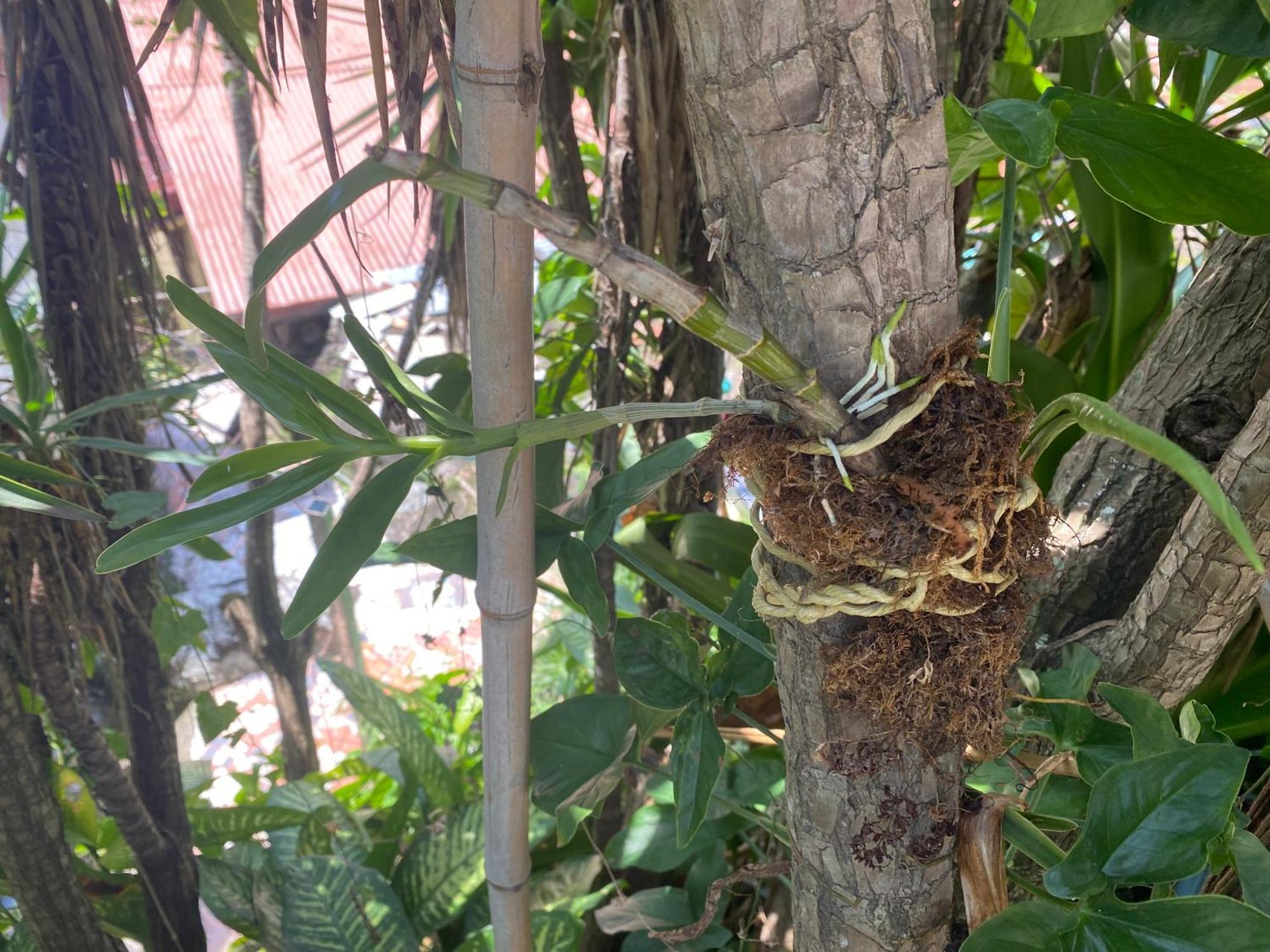 Owl House Hotel Piedades ภายนอก รูปภาพ